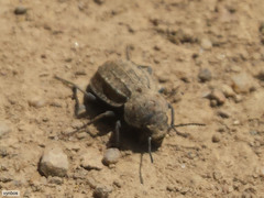 Somaticus