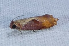 Episimus tyrius
