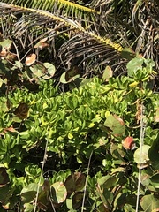 Scaevola taccada