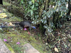 Chamaepetes goudotii