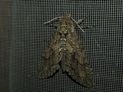 Manduca paphus