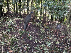 Chamaepetes goudotii