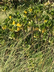 Scaevola plumieri