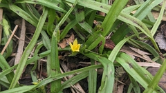 Hypoxis aurea