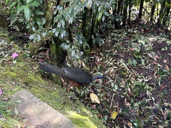 Chamaepetes goudotii