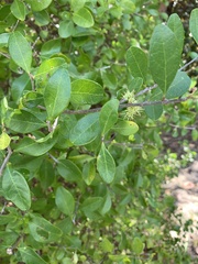 Forestiera segregata