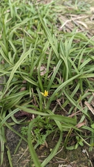 Hypoxis aurea