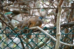 Pterorhinus pectoralis