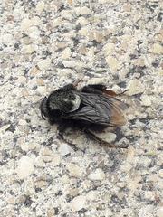 Bombus terrestris canariensis