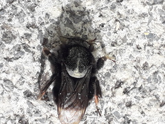Bombus terrestris canariensis
