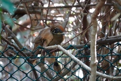 Pterorhinus pectoralis