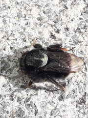 Bombus terrestris canariensis
