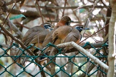 Pterorhinus pectoralis