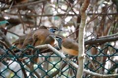 Pterorhinus pectoralis