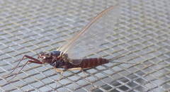 Leptophlebia