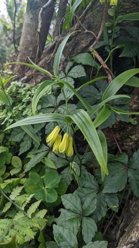 Disporum shimadae (Disporum shimadae)