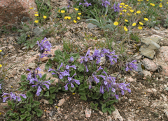 Dracocephalum imberbe
