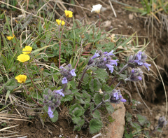 Dracocephalum imberbe