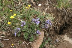 Dracocephalum imberbe