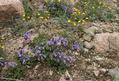 Dracocephalum imberbe