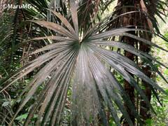 Cryosophila stauracantha