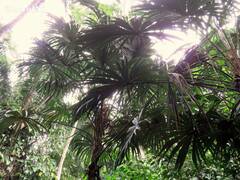 Cryosophila stauracantha