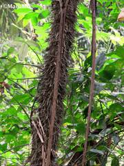 Cryosophila stauracantha