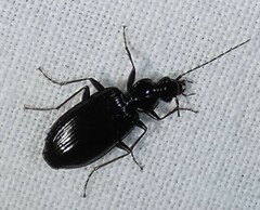 Platynina