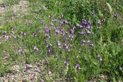 Linaria haelava