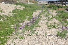 Linaria haelava
