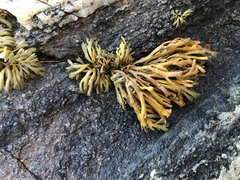Pelvetia canaliculata