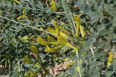 Astragalus caprinus