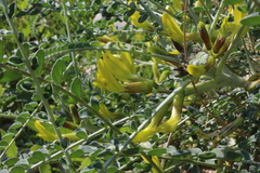 Astragalus caprinus