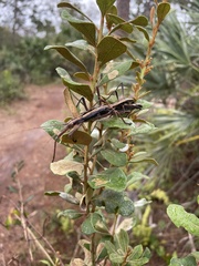 Anisomorpha buprestoides