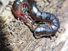 Scolopendridae