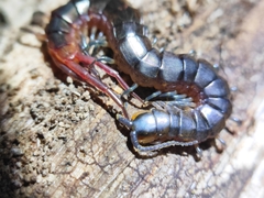 Scolopendridae