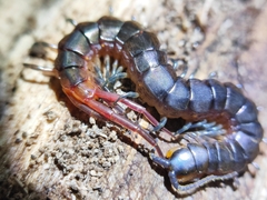 Scolopendridae