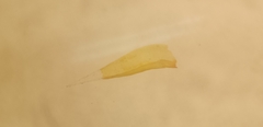 Hedwigia emodica