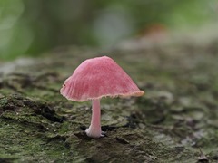 Mycena roseilignicola