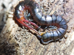 Scolopendridae