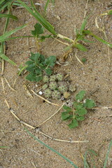 Glehnia littoralis