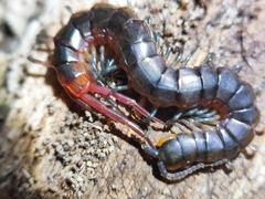 Scolopendridae