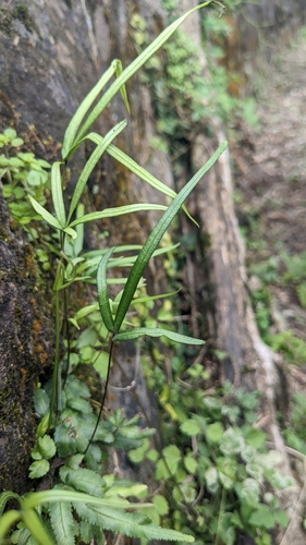 Pteris ryukyuensis, photograph 4