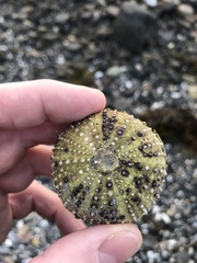 Echinozoa