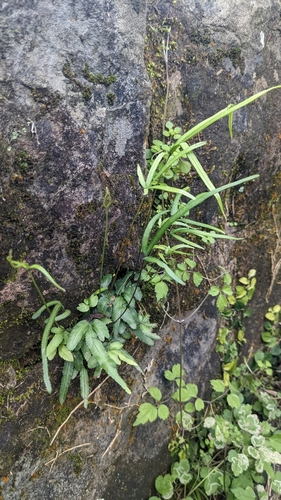 Pteris ryukyuensis, photograph 5
