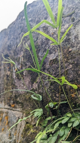 Pteris ryukyuensis, photograph 6