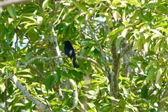 Dicrurus hottentottus