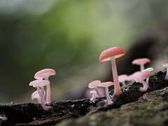 Mycena roseilignicola