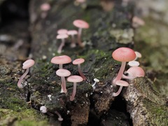 Mycena roseilignicola