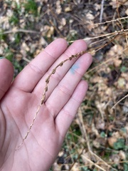 Achyranthes japonica